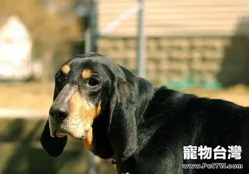 狗狗的夜視力怎麼樣