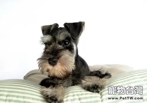 通過訓練提高狗狗智商(1圖)-寵物台灣