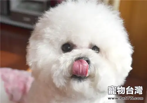 狗狗皮膚疾病的發生原因及症狀(1圖)-寵物台灣