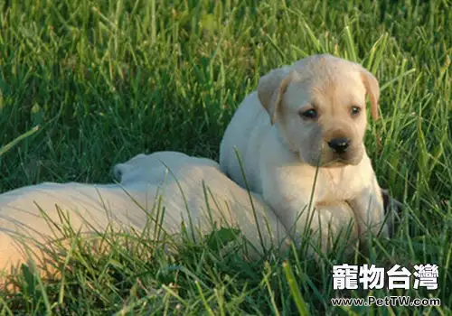 為什麼狗喜歡在地上打滾(1圖)-寵物台灣