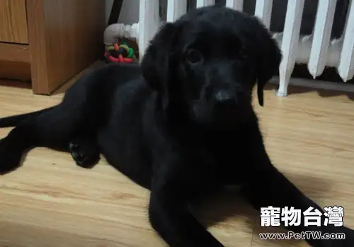 老人養狗的注意事項（1圖）-寵物台灣