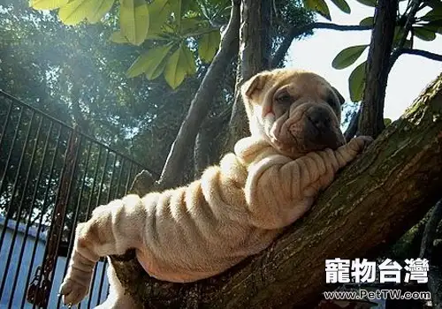 引起狗狗臭的部位有哪些（1圖）-寵物台灣