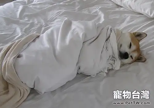 為什麼狗睡覺會把耳朵貼在地上（1圖）-寵物台灣