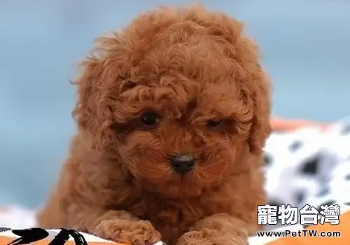 如何防止狗狗在車輪胎上尿尿