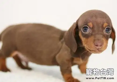臘腸犬會游泳嗎(1圖)-寵物台灣