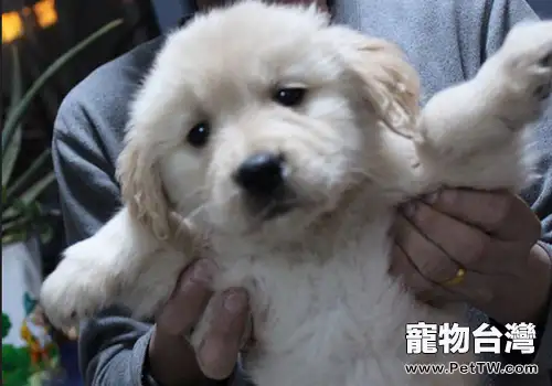 正確的抱狗方法(1圖)-寵物台灣