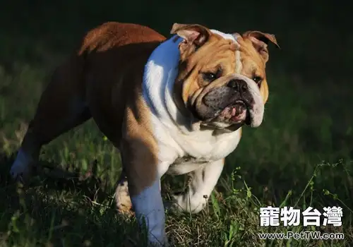 導致狗狗肥胖的原因(1圖)-寵物台灣