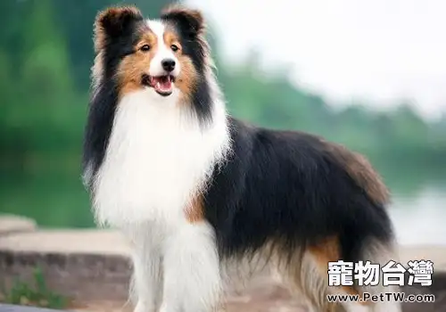 如何正確懲罰狗狗