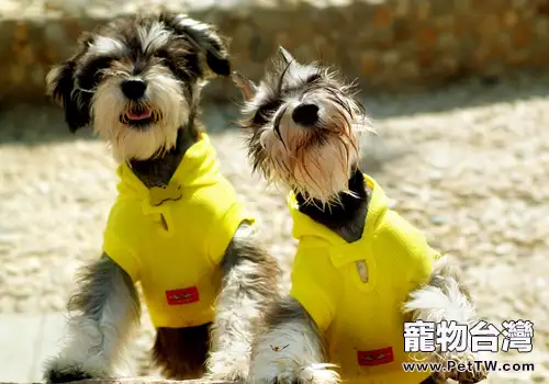 狗狗不吃東西還吐該怎麼辦(1圖)-寵物台灣