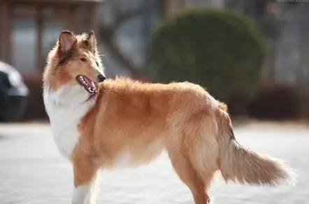 蘇格蘭牧羊犬生活習性什麼樣