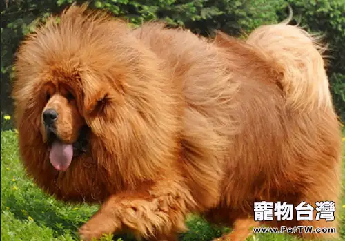藏獒的死亡率偏高的原因(1圖)-寵物台灣