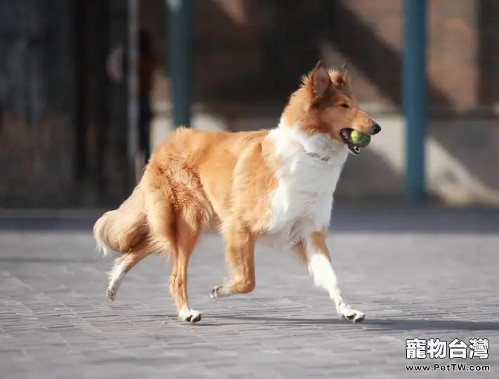 蘇格蘭牧羊犬喜歡的玩具是什麼