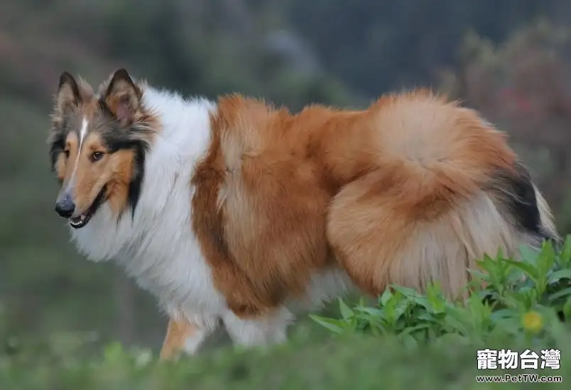 給蘇格蘭牧羊犬清潔耳朵的辦法