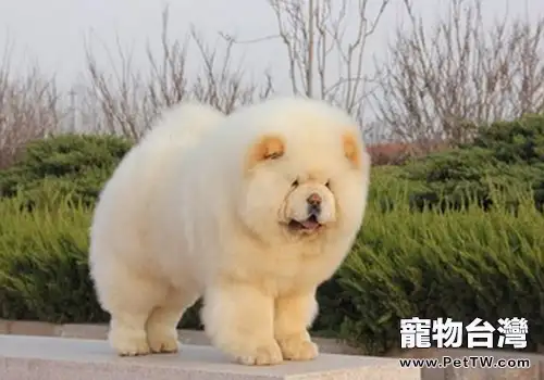 松獅接種育苗時間與方法