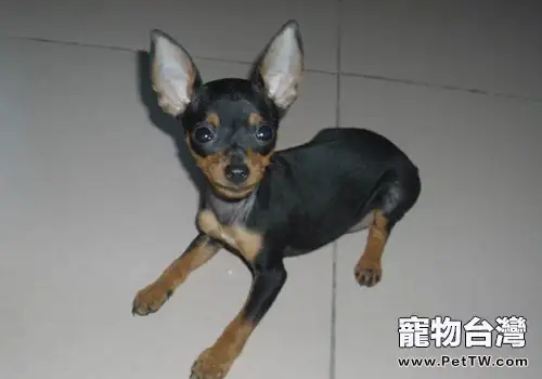 吉娃娃與小鹿犬的區別