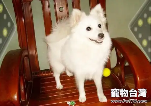 狗狗吃什麼吐什麼怎麼辦(1圖)-寵物台灣