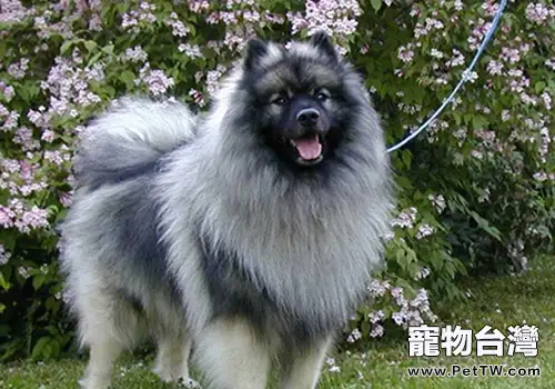 犬瘟熱的治療費用