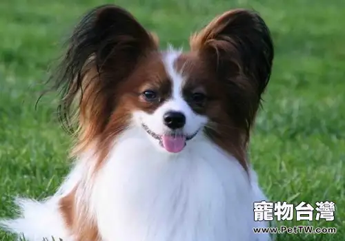 蝴蝶犬好訓練嗎(1圖)-寵物台灣