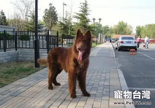 比利時牧羊犬有幾種