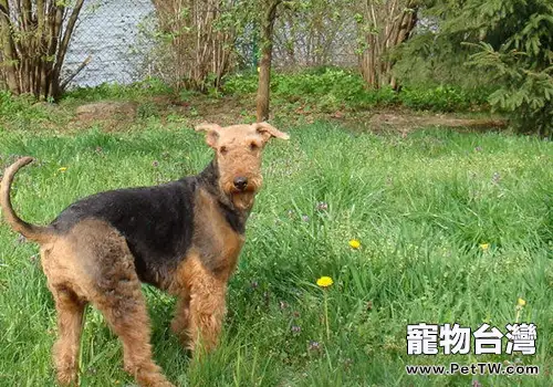 狗狗對響聲敏感怎麼辦（1圖）-寵物台灣