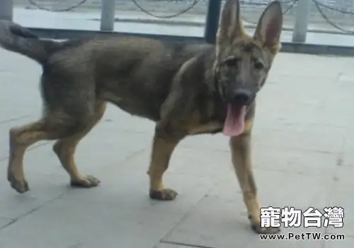 什麼樣的狗適合做警犬