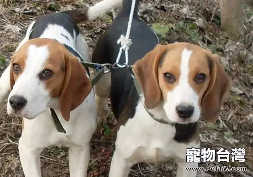 小獵犬訓練注意事項(1圖)-寵物台灣
