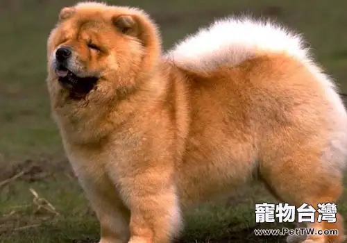 夏天不要幫松獅剃毛