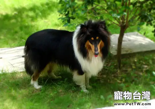 狗狗尾巴表達的含義有哪些