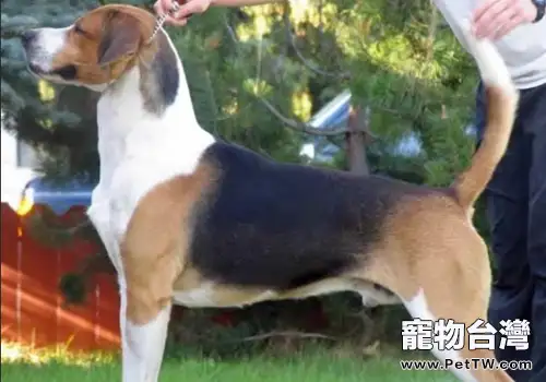 如何預測狗狗的體型