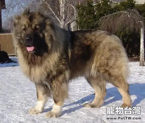 高加索犬孕期護理知識(1圖)-寵物台灣
