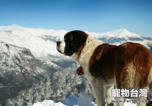 狗狗流口水的原因有哪些(1圖)-寵物台灣