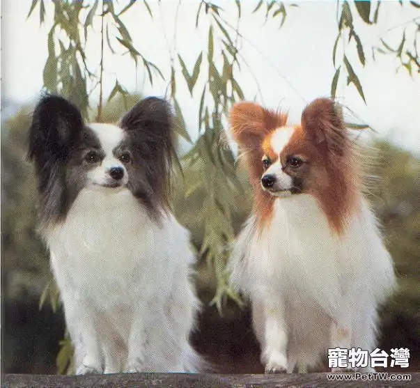 蝴蝶犬不同的肢體語言代表的含義(1圖)-寵物台灣