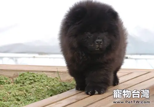 夏天帶狗狗出行要注意什麼(1圖)-寵物台灣