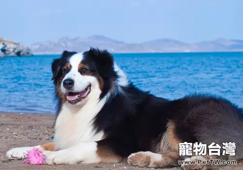 狗狗為什麼會打噴嚏(1圖)-寵物台灣