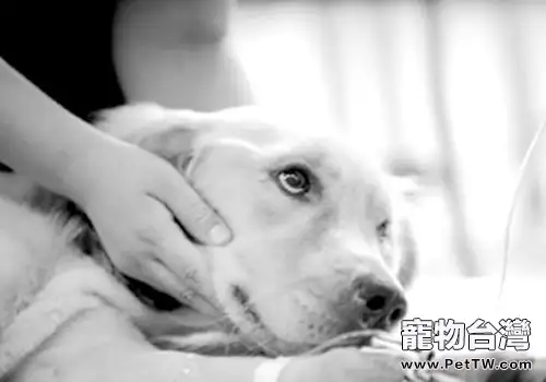 犬瘟是怎麼傳染的(1圖)-寵物台灣