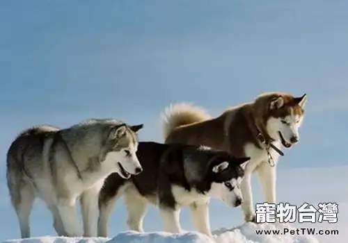 哈士奇為什麼不能常洗澡