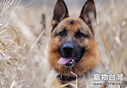 德國牧羊犬適合家養嗎