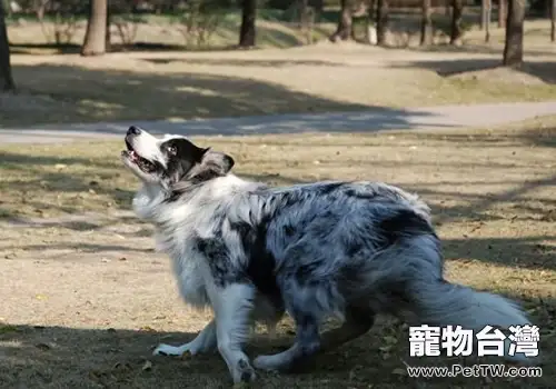 狗狗的味覺怎麼樣（1圖）-寵物台灣