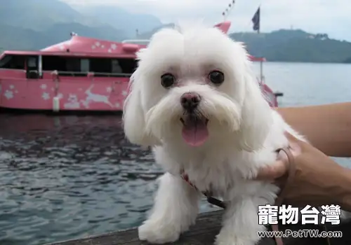 狗狗牙齒鬆動的原因有哪些