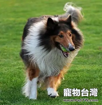 怎麼訓練蘇格蘭牧羊犬的膽量(1圖)-寵物台灣