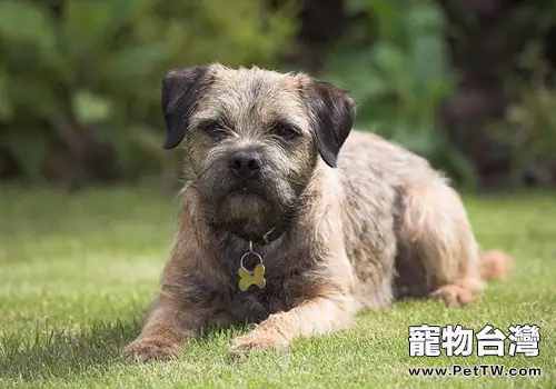 如何辨別狗有狂犬病