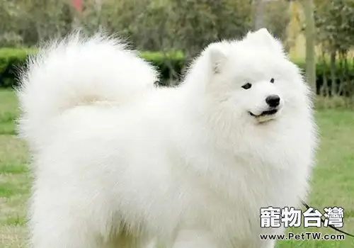狗狗吃美毛粉好嗎