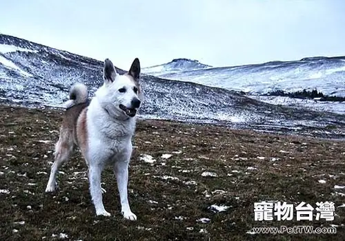 如何提高狗狗的自信