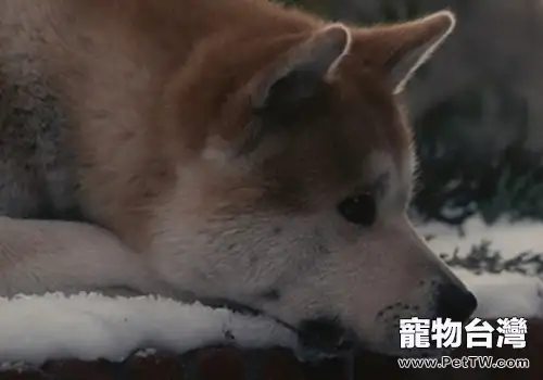 老狗要防止哪些疾病