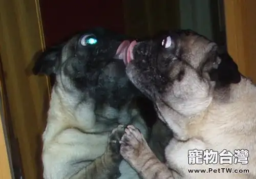 狗狗照鏡子有什麼反應