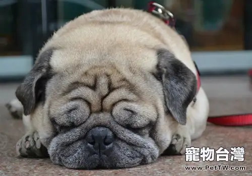 巴哥與沙皮狗的區別（共2張圖片）-寵物台灣