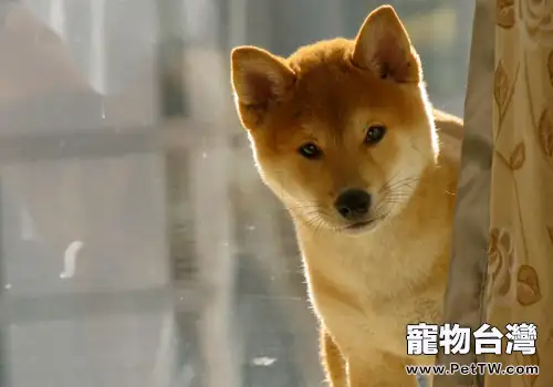 柴犬的壽命有多長(1圖)-寵物台灣