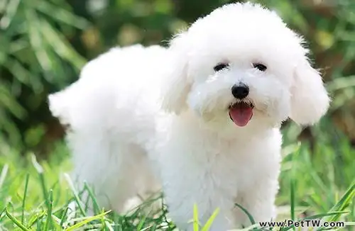 比熊 犬(卷毛比雄犬)品種介紹(1圖)-寵物台灣