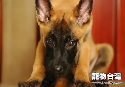 狗狗食慾不佳的原因有哪些
