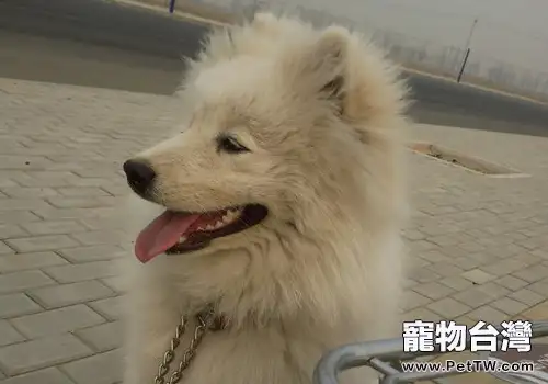 騎車遛狗要注意些什麼